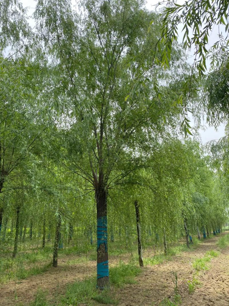 什么品种的柳树效益高-图1