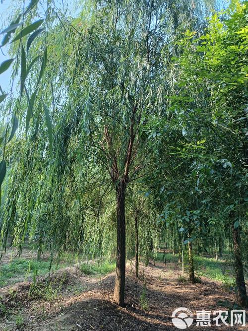 什么品种的柳树效益高-图3