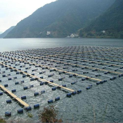 网箱养殖鳝鱼，关键技术有哪些？-图3