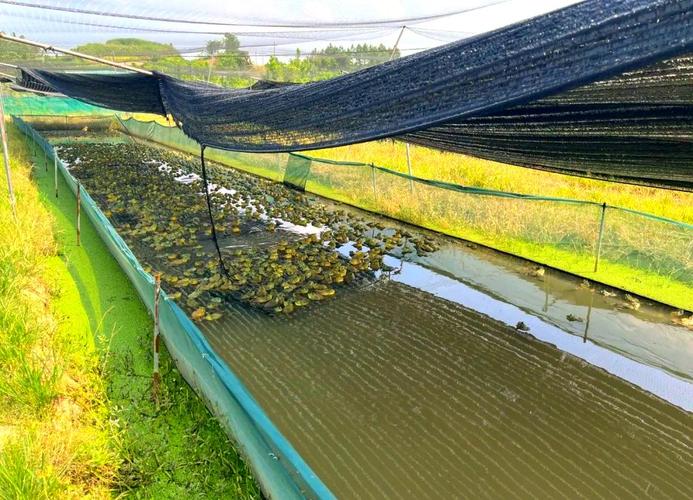 农村牛蛙养殖技术视频怎么学？-图1