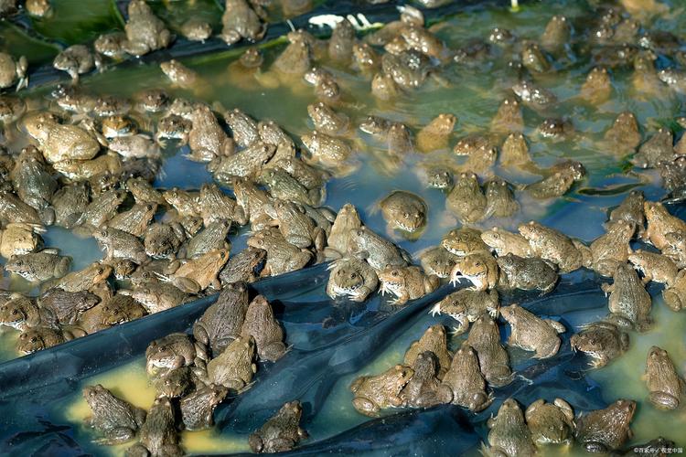 农村牛蛙养殖技术视频怎么学？-图2