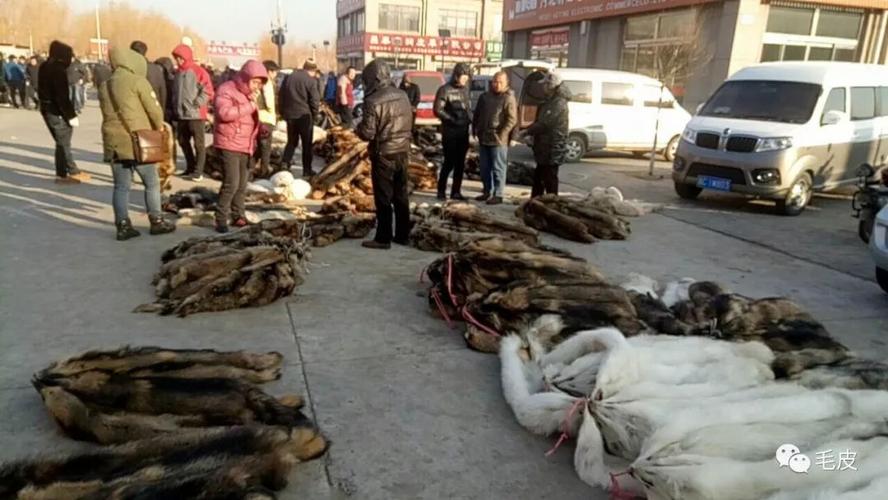 河北昌黎最新毛皮价格-图1