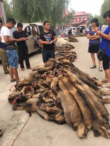 河北昌黎最新毛皮价格-图2