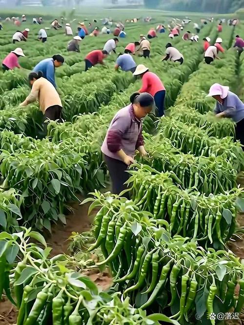 夏季种辣椒视频，关键技巧有哪些？-图1