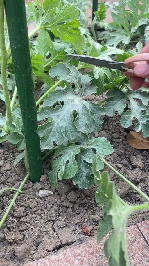 西瓜结果整枝怎么操作？-图2