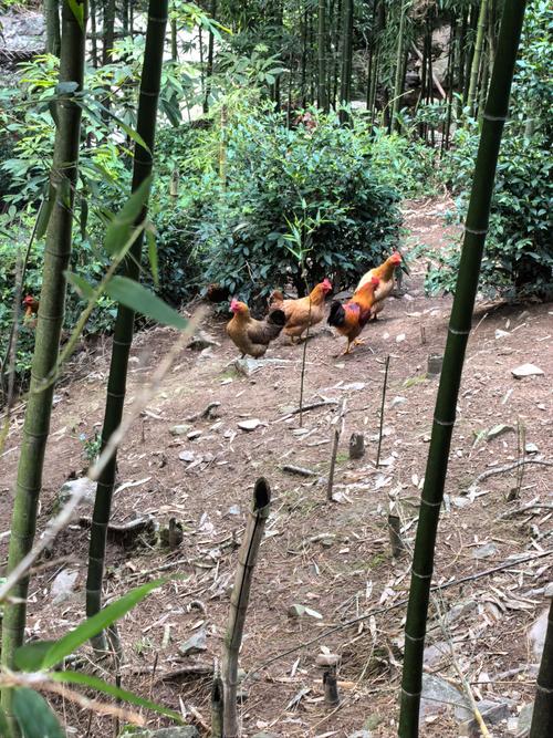 林下鸡养殖选什么品种好？-图1