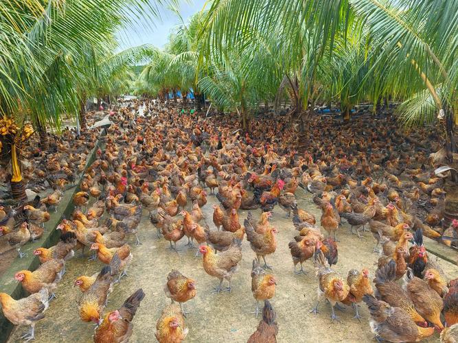 林下鸡养殖选什么品种好？-图2