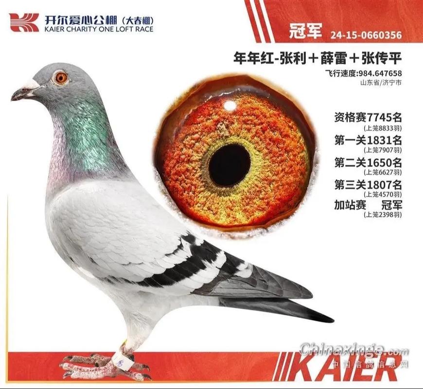 2025年肉鸽的价格-图1