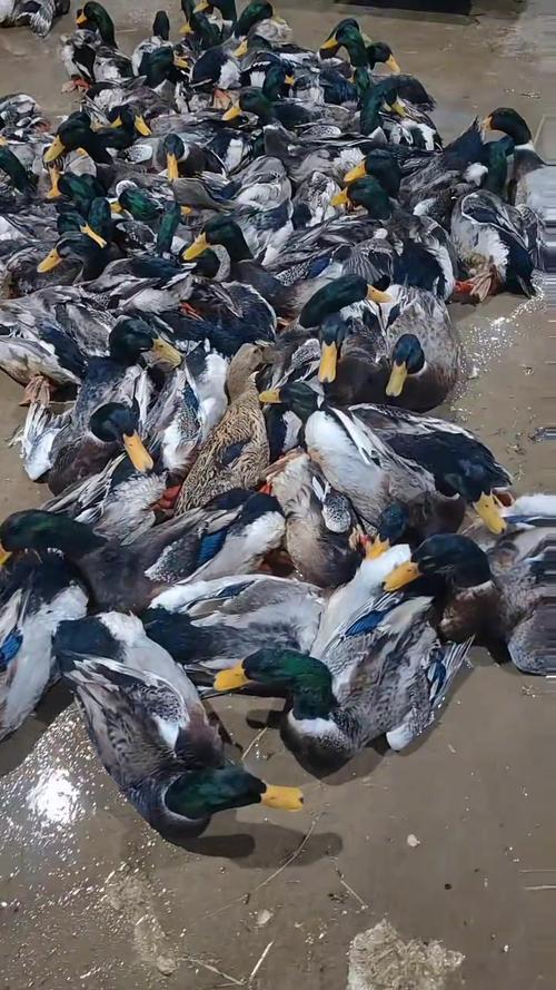 稻田养鸭适合选什么品种？-图2