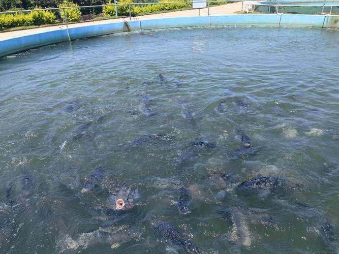 无公害罗非鱼养殖技术如何实现？-图2