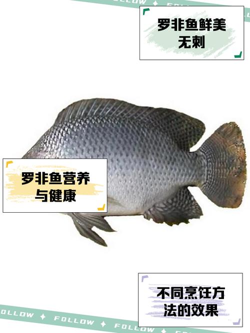 无公害罗非鱼养殖技术如何实现？-图3