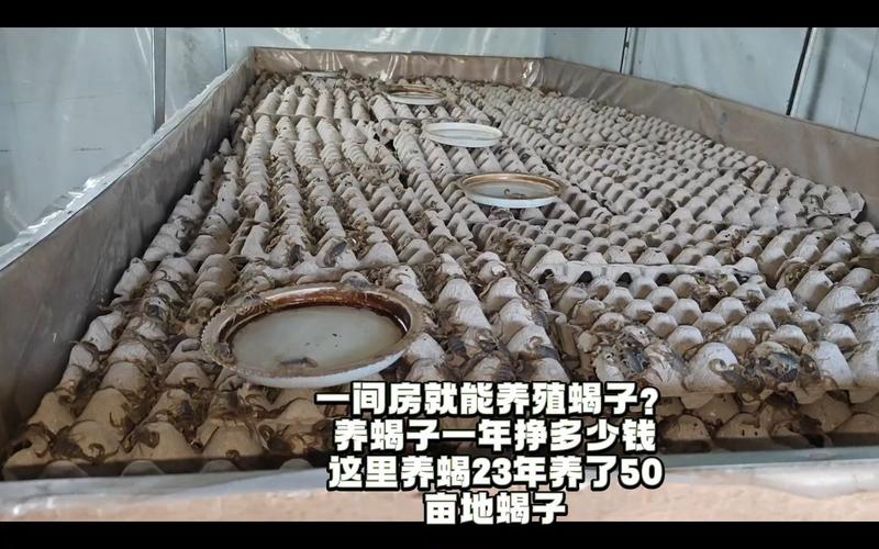 冬天蝎子养殖加温技术要点有哪些？-图1