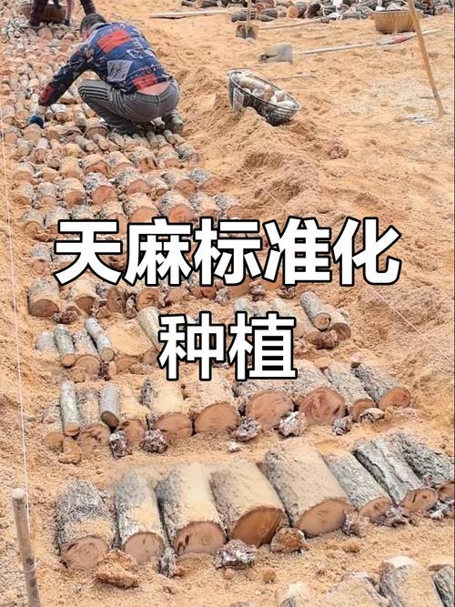 广东天麻怎么种植技术-图2