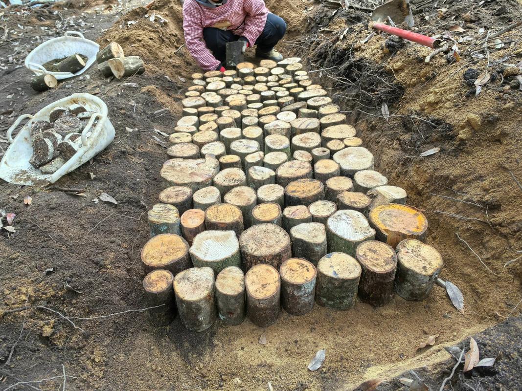 广东天麻怎么种植技术-图3