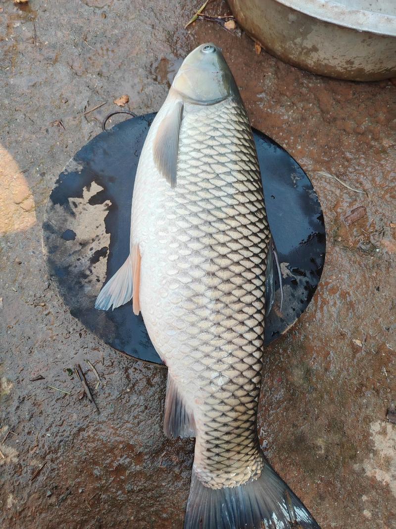 2025年草鱼苗价格会涨还是跌？-图2