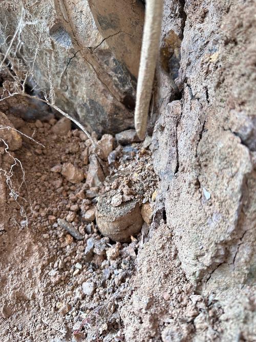 野生葛根湖南种植技术-图2