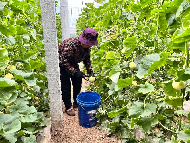 大棚甜瓜嫁接视频，技术要点有哪些？-图2