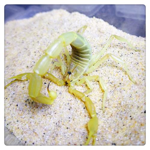 什么品种的蝎子最好养？-图2