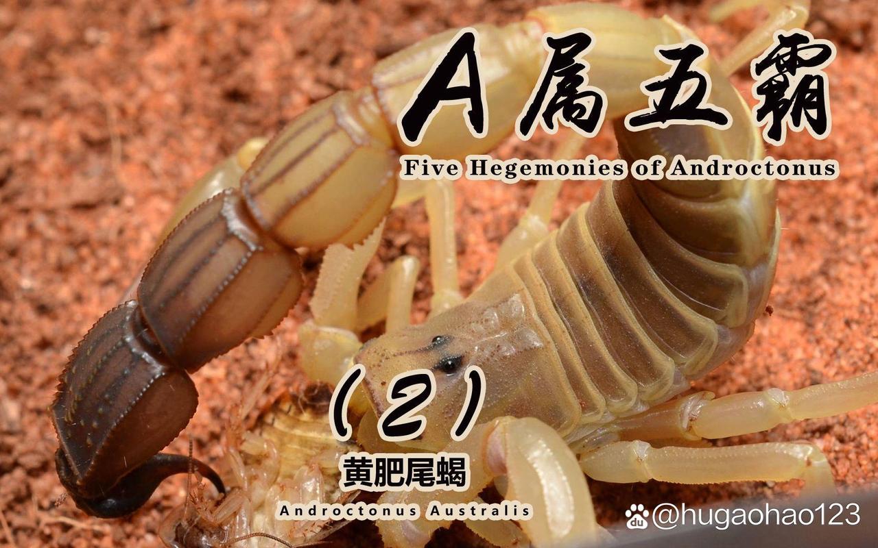 什么品种的蝎子最好养？-图3