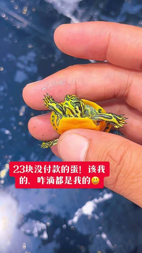 2025年火焰龟价格会涨还是跌？-图1