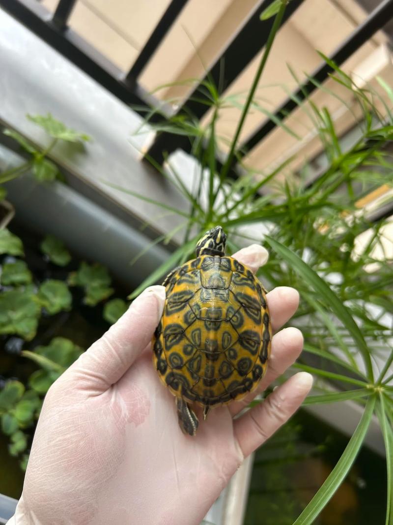 2025年火焰龟价格会涨还是跌？-图2