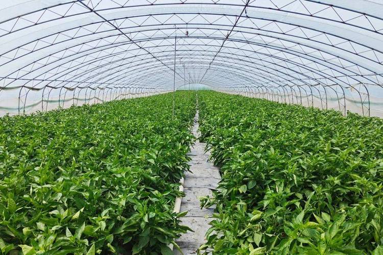 冬季大棚辣椒如何高产种植？-图1