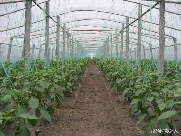 冬季大棚辣椒如何高产种植？-图2