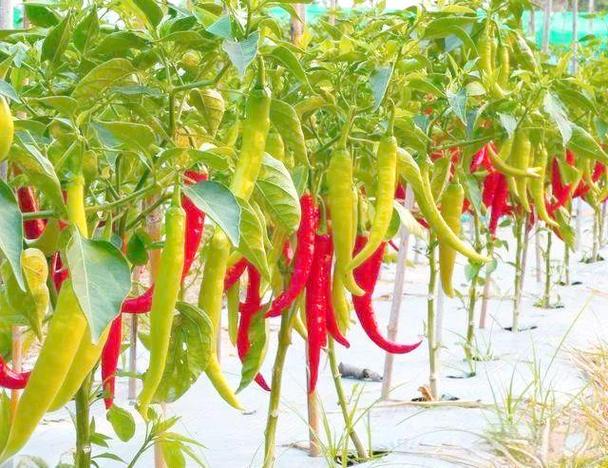 冬季大棚辣椒如何高产种植？-图3