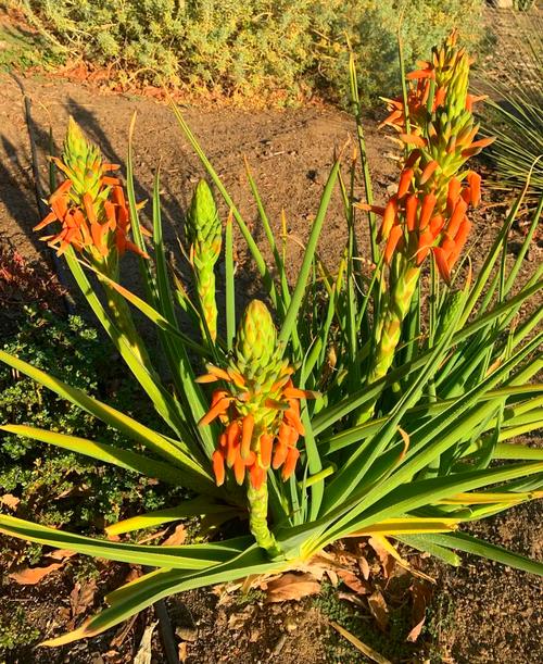 芦荟品种有哪些？附图片详解！-图1