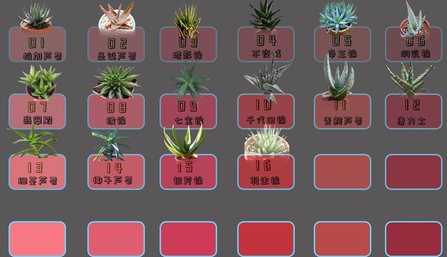 芦荟品种有哪些？附图片详解！-图2