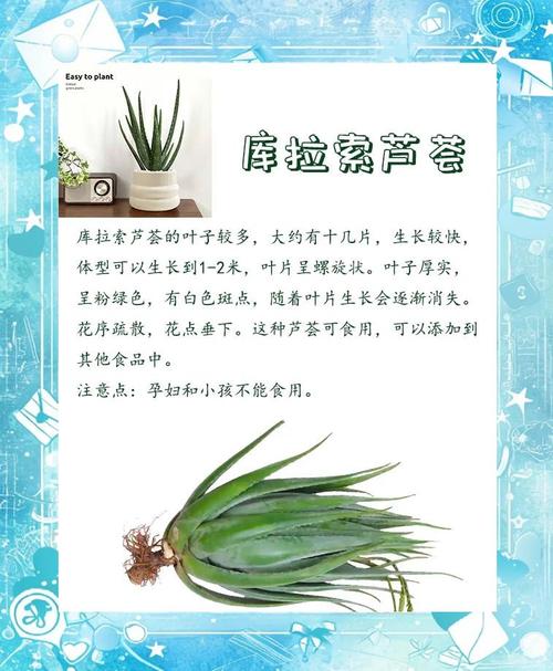 芦荟品种有哪些？附图片详解！-图3