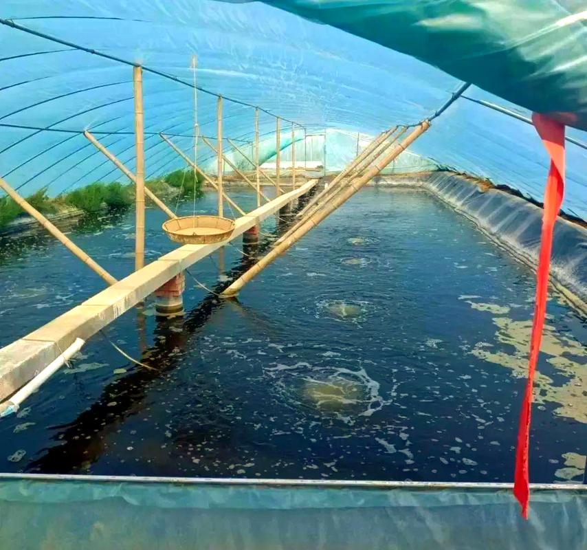 奉贤南美对虾养殖技术有哪些要点？-图1