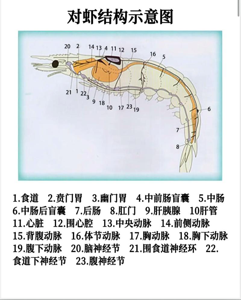 奉贤南美对虾养殖技术有哪些要点？-图2