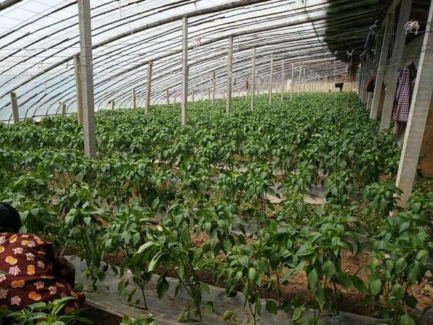 农村跳舞大棚价格是多少？-图3