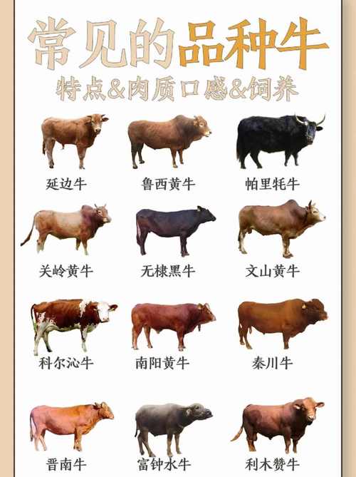 肉牛品种怎么选？哪些品种好养殖？-图3