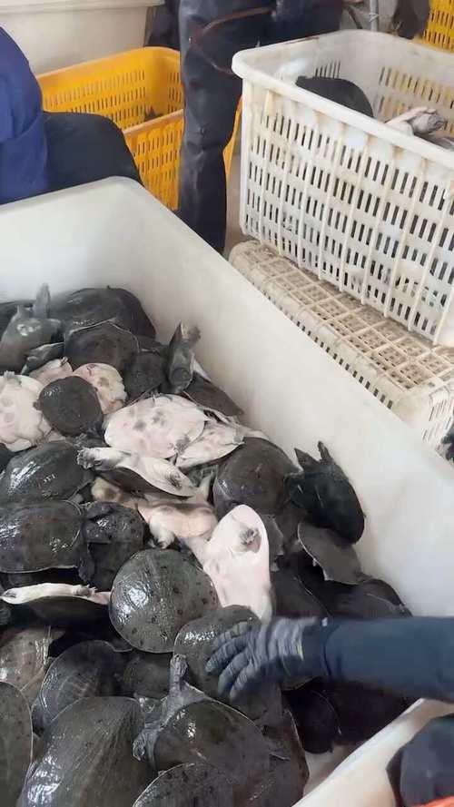 温室大棚养殖甲鱼技术有哪些关键要点？-图1