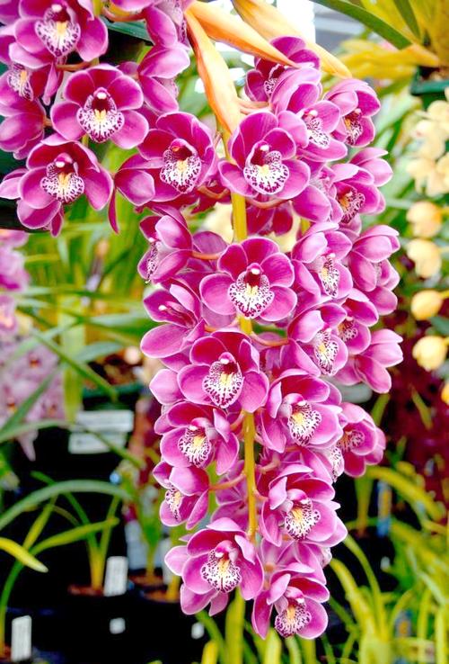 华尔兹是大花蕙兰的什么品种？-图1