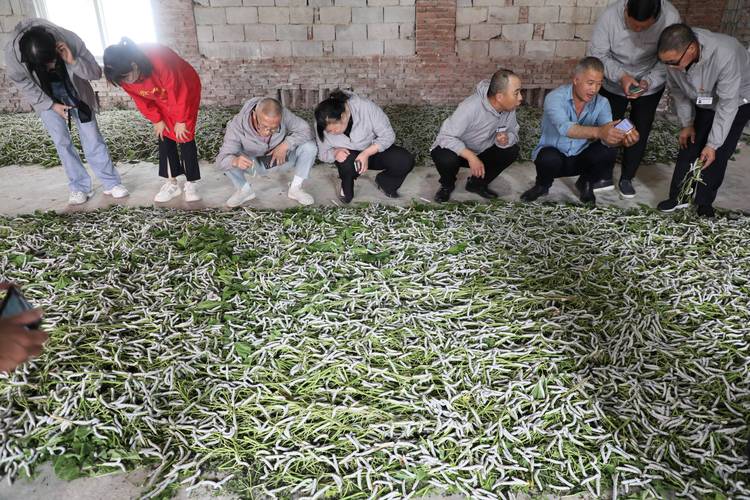 东北桑蚕养殖技术照片有哪些要点？-图2