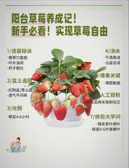 什么品种草莓最好种植-图2