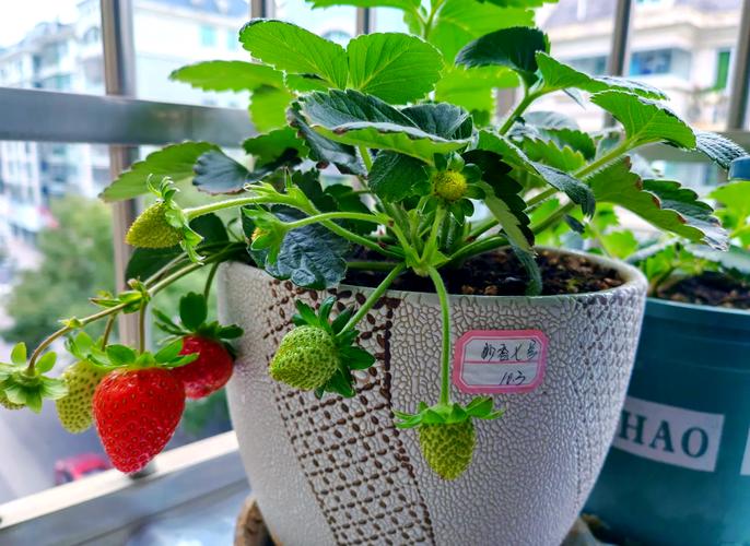 什么品种草莓最好种植-图3