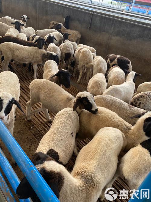 肉羊品种怎么选？哪种最适合养殖？-图3
