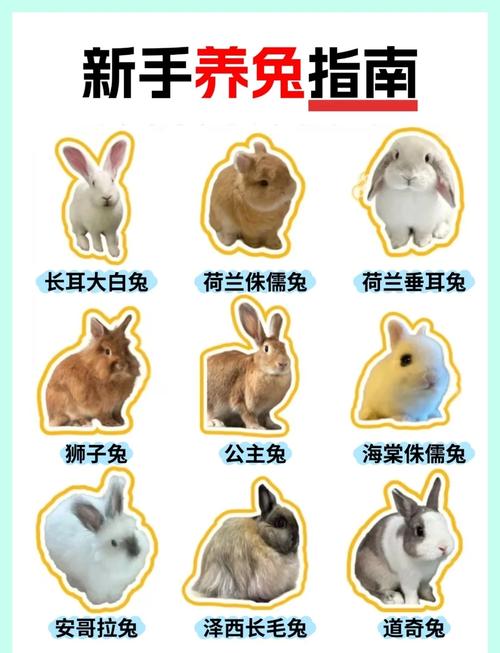 肉兔品种有哪些？哪种更优？-图2