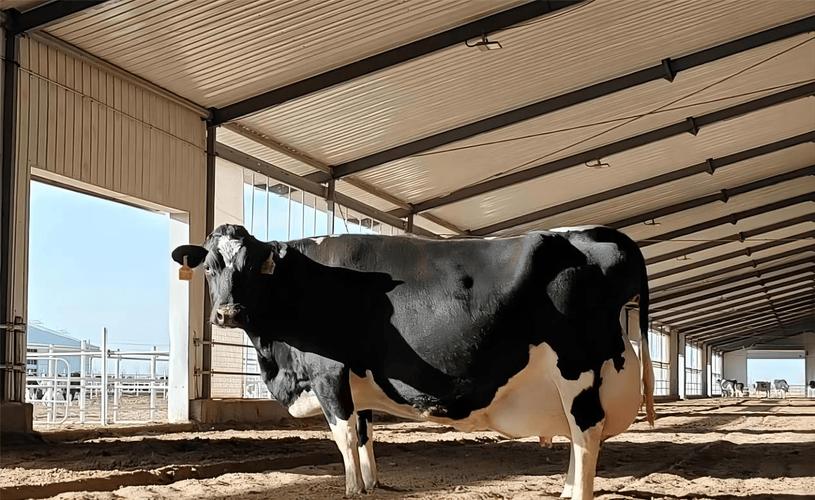 中国最好奶水牛品种是哪个？-图1