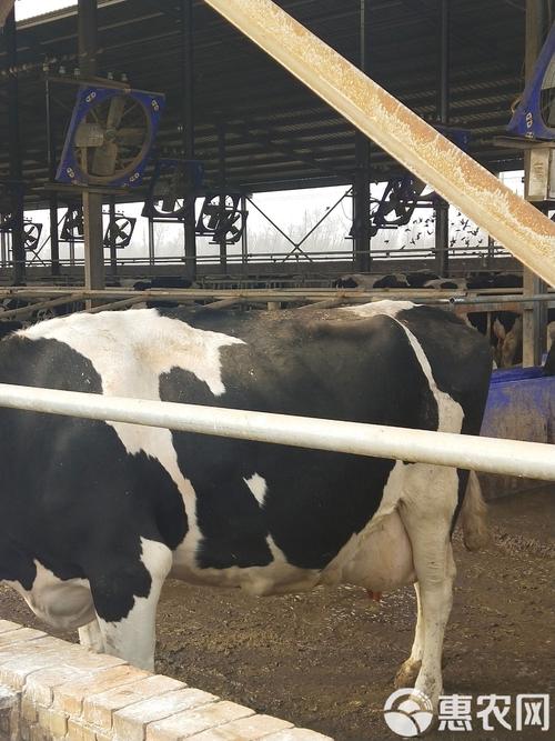 中国最好奶水牛品种是哪个？-图3