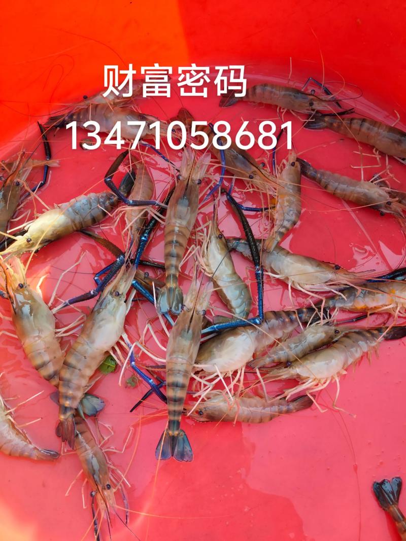 2025南美白虾价格会涨还是跌？-图2