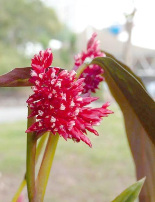 芋叶子带红点是品种特性吗？-图1