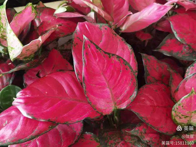 芋叶子带红点是品种特性吗？-图2