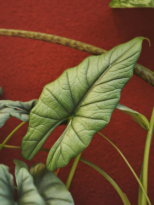 芋叶子带红点是品种特性吗？-图3