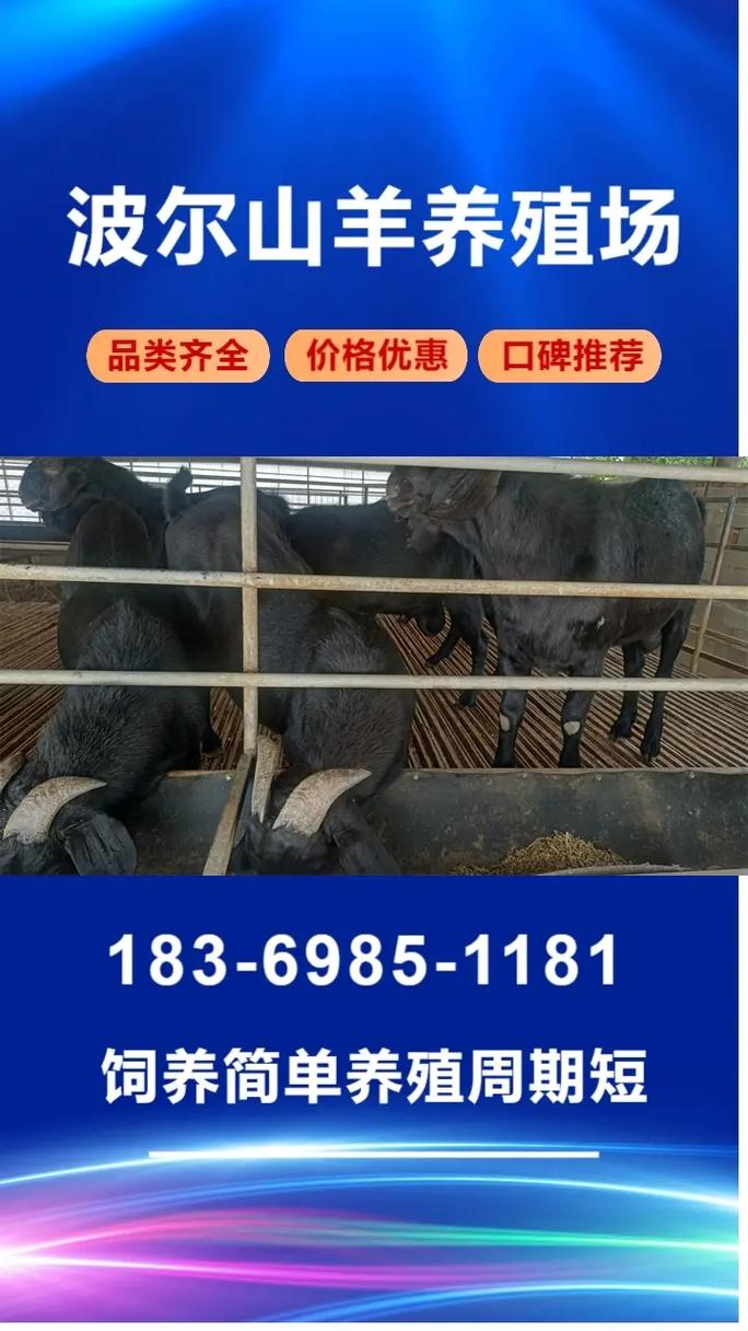 山东波尔山羊羊羔价格多少钱一只？-图1
