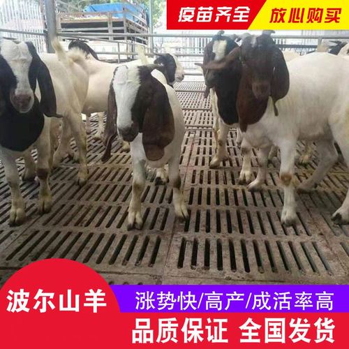 山东波尔山羊羊羔价格多少钱一只？-图2